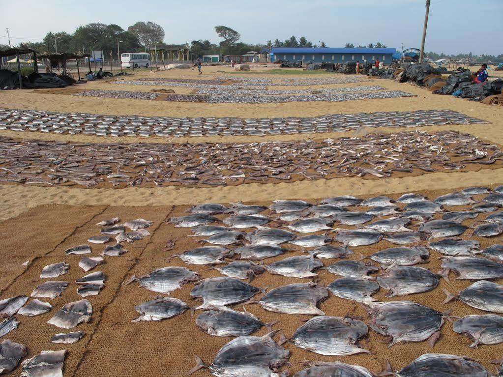 Zand Negombo Ettukala Dış mekan fotoğraf